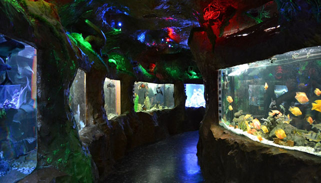 Евпаторийский аквариум сходить с детьми 